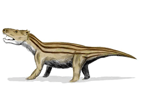 Cynognathus / © N. Tamura. Verwendet mit freundlicher Genehmigung des Autors