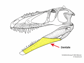 Dentale © Ville Sinkkonen, Dinodata.de