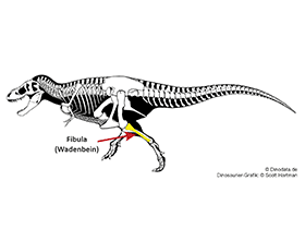 Fibula / © Scott Hartman, Dinodata.de