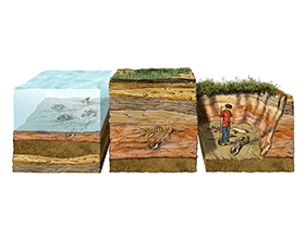 Prozess der Fossilisation / © Davide Bonadonna. Verwendet mit freundlicher Genehmigung des Autors
