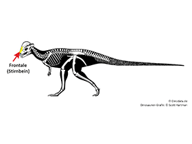 Frontale / © Scott Hartman, Dinodata.de
