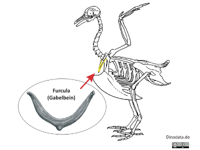Furcula / Dinodata.de. Creative Commons 4.0 International (CC BY 4.0)
