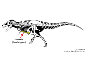 Gastralia / © Scott Hartman, Dinodata.de