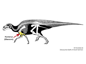 Humerus / © Scott Hartman, Dinodata.de
