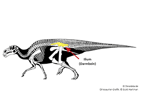 Ilium / © Scott Hartman, Dinodata.de
