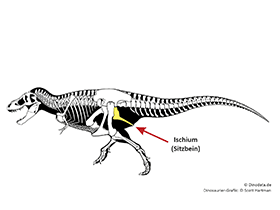 Ischium / © Scott Hartman, Dinodata.de