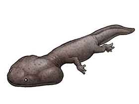 Koolasuchus