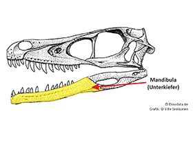 Mandibula / © Ville Sinkkonen, Dinodata.de