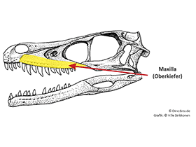 Maxillla / © Ville Sinkkonen, Dinodata.de
