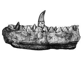 Kiefer des Megalosaurus Kiefer des Megalosaurus
