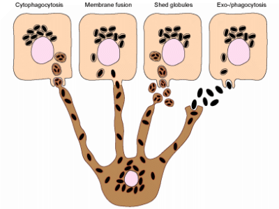 Melanintransfer von Melanozyten zu Keratinozyten / © Bento-Lopes et al.