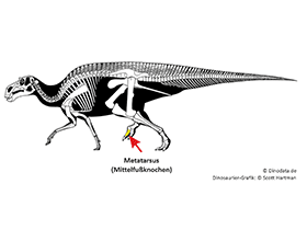Metatarsus / © Scott Hartman, Dinodata.de