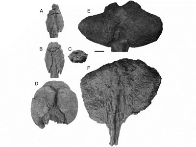 Morphologie von ankylosauroiden Schwanzkeulen, B =  Dyoplosaurus / Victoria Arbour, bearbeitet von Dinodata.de. Creative Commons 4.0 International (CC BY 4.0)