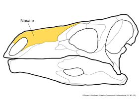 Nasale / Raven​ & Maidment. Creative Commons 4.0 International (CC BY 4.0)