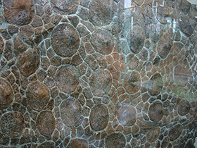 Osteodermen des Sauropelta / Ryan Somma. Creative Commons ShareAlike 2.0 Generic (CC BY-SA 2.0)