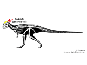 Parietale / © Scott Hartman, Dinodata.de