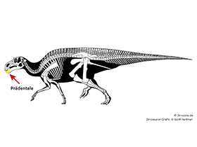 Prädentale / © Scott Hartman, Dinodata.de