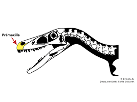 Prämaxilla / © Ville Sinkkonen, Dinodata.de