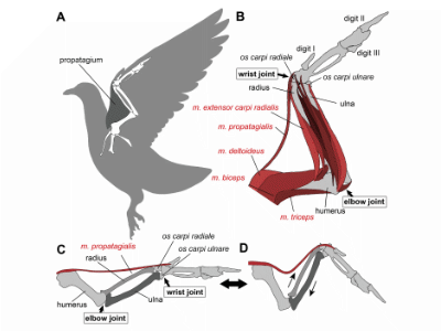 Propatagium / © Uno et al.. Creative Commons 4.0 International (CC BY 4.0)
