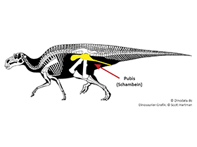 Pubis / © Scott Hartman, Dinodata.de