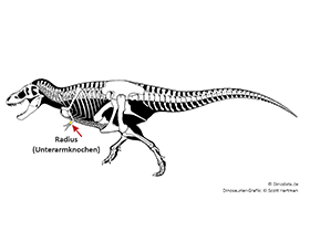 Radius / © Scott Hartman, Dinodata.de