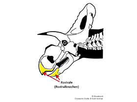 Rostrale, Rostralknochen / © Scott Hartman, Dinodata.de