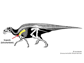 Scapula / © Scott Hartman, Dinodata.de