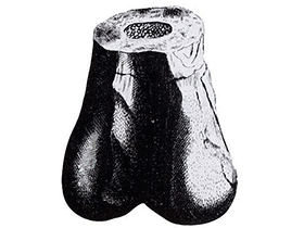 Scrotum Humanum Scrotum Humanum