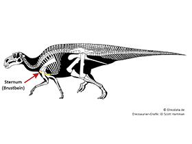 Sternum / © Scott Hartman, Dinodata.de