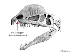 Subnarialspalte / © Dinodata.de