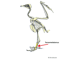 Tarsometatarsus / © Dinodata.de
