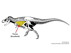 Thorax / © Scott Hartman, Dinodata.de