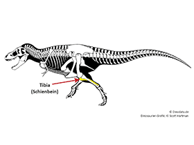Tibia / © Scott Hartman, Dinodata.de