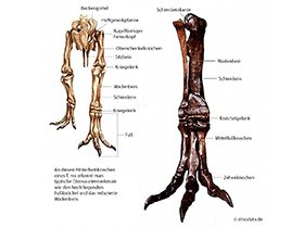 Hinterbein eines T. rex / © Dinodata.de