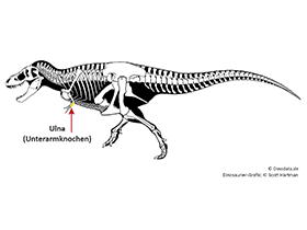 Ulna / © Scott Hartman, Dinodata.de